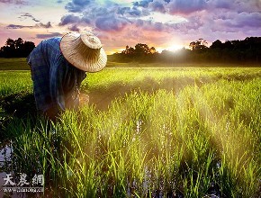 习近平：九字定义新型职业农民