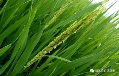 中微量元素——锰肥特性歌