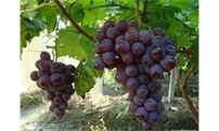 葡萄成熟期用肥，你都踩了哪些坑？