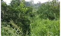 果园除草禁忌多！乱用草甘膦，橘园减产达30%！