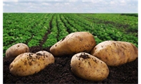 马铃薯出苗后田间管理技术