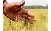财政部列任务清单：这几样作物农业保险覆盖率要达70%以上，该赔赔该罚罚！